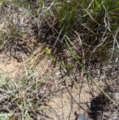 Carex inversa at Latham, ACT - 13 Nov 2019 02:12 PM