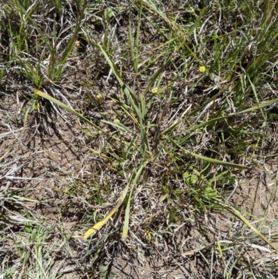 Lomandra bracteata (Small Matrush) at Umbagong District Park - 13 Nov 2019 by MattM