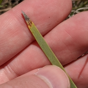 Lomandra bracteata at Latham, ACT - 13 Nov 2019