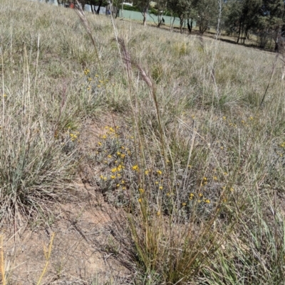 Austrostipa scabra (Corkscrew Grass, Slender Speargrass) at Latham, ACT - 13 Nov 2019 by MattM