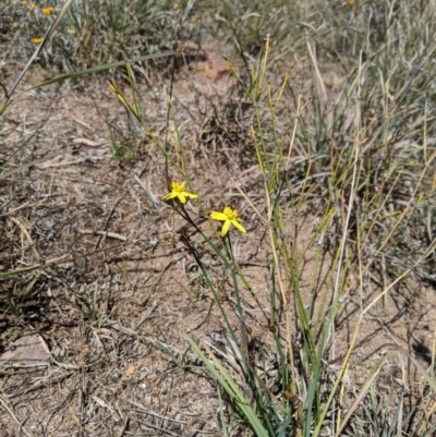 Tricoryne elatior (Yellow Rush Lily) at Latham, ACT - 13 Nov 2019 by MattM