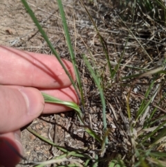 Tricoryne elatior at Latham, ACT - 13 Nov 2019