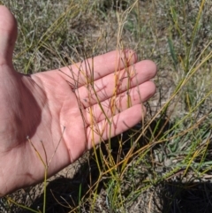 Tricoryne elatior at Latham, ACT - 13 Nov 2019