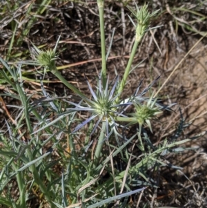 Eryngium ovinum at Latham, ACT - 13 Nov 2019