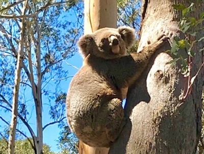 Phascolarctos cinereus (Koala) at Bowral - 12 Nov 2019 by Margot