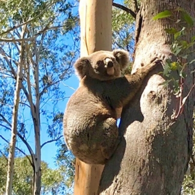 Phascolarctos cinereus (Koala) at Bowral, NSW - 12 Nov 2019 by Margot
