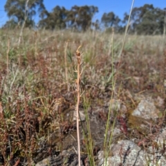 Bulbine sp. at Umbagong District Park - 13 Nov 2019 by MattM