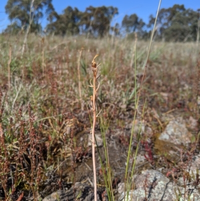 Bulbine sp. at Macgregor, ACT - 13 Nov 2019 by MattM