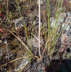 Bulbine sp. at Macgregor, ACT - 13 Nov 2019 03:38 PM