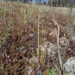 Bulbine sp. at Macgregor, ACT - 13 Nov 2019 03:38 PM