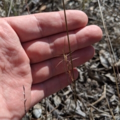 Aristida ramosa (Purple Wire Grass) at Umbagong District Park - 13 Nov 2019 by MattM