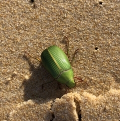 Xylonichus eucalypti (Green cockchafer beetle) at Dolphin Point, NSW - 2 Oct 2019 by cherylhodges