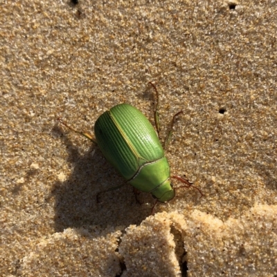 Xylonichus eucalypti (Green cockchafer beetle) at Wairo Beach and Dolphin Point - 2 Oct 2019 by cherylhodges