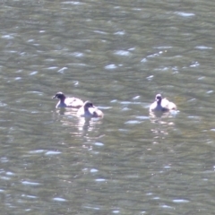 Tachybaptus novaehollandiae (Australasian Grebe) at Bega River Bioblitz - 13 Nov 2019 by MatthewHiggins