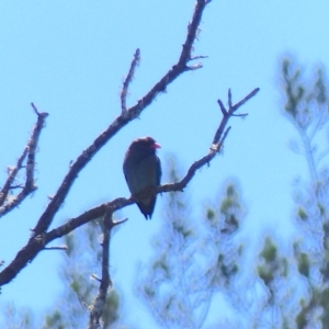 Eurystomus orientalis at Tarraganda, NSW - 13 Nov 2019 10:18 AM