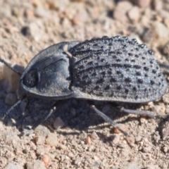 Helea ovata (Pie-dish beetle) at Cooleman Ridge - 12 Nov 2019 by Marthijn