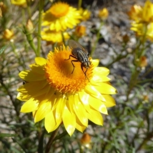 Oxysarcodexia varia at Molonglo Valley, ACT - 10 Nov 2019 02:49 PM