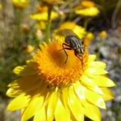 Oxysarcodexia varia at Molonglo Valley, ACT - 10 Nov 2019 02:49 PM