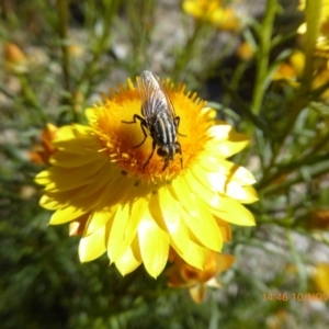 Oxysarcodexia varia at Molonglo Valley, ACT - 10 Nov 2019 02:49 PM