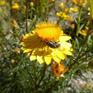 Oxysarcodexia varia at Molonglo Valley, ACT - 10 Nov 2019 02:49 PM