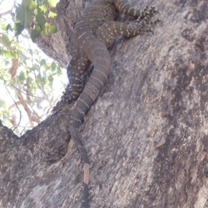 Varanus varius at Black Range, NSW - suppressed