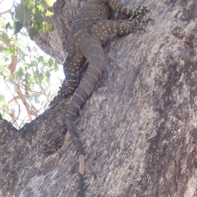 Varanus varius (Lace Monitor) at Black Range, NSW - 13 Nov 2019 by MatthewHiggins