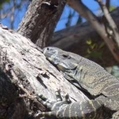 Varanus varius at Black Range, NSW - 13 Nov 2019