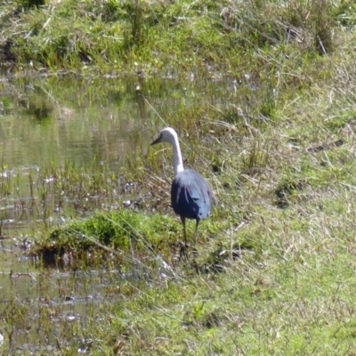 Ardea pacifica (White-necked Heron) at Black Range, NSW - 13 Nov 2019 by MatthewHiggins