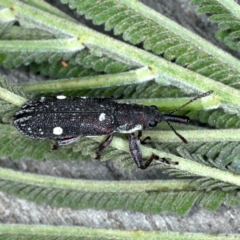 Rhinotia bimaculata (A belid weevil) at Lake George, NSW - 12 Nov 2019 by jb2602
