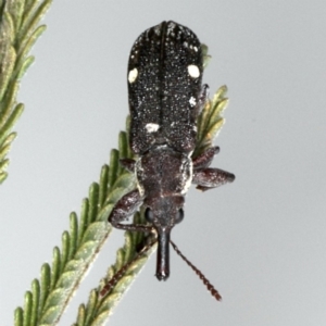 Rhinotia bimaculata at Lake George, NSW - 12 Nov 2019 04:33 PM