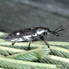 Rhinotia bimaculata at Lake George, NSW - 12 Nov 2019 04:33 PM