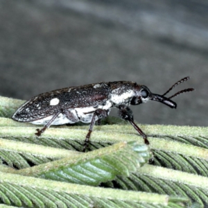 Rhinotia bimaculata at Lake George, NSW - 12 Nov 2019