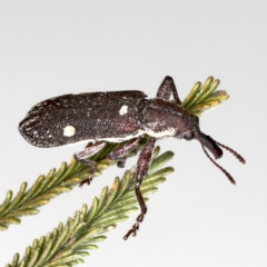 Rhinotia bimaculata at Lake George, NSW - 12 Nov 2019 04:33 PM