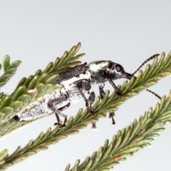 Rhinotia bimaculata at Lake George, NSW - 12 Nov 2019 04:33 PM