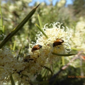 Phyllotocus rufipennis at Molonglo Valley, ACT - 10 Nov 2019