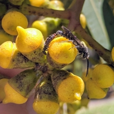 Tiphiidae sp. (family) (Unidentified Smooth flower wasp) at ANBG - 11 Nov 2019 by HelenCross