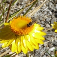 Syrphidae (family) at Molonglo Valley, ACT - 10 Nov 2019 02:49 PM