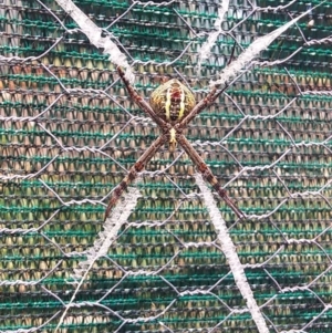 Argiope keyserlingi at Bawley Point, NSW - 13 Nov 2019 01:12 PM