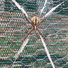 Argiope keyserlingi (St Andrew's Cross Spider) at Bawley Point, NSW - 13 Nov 2019 by GLemann