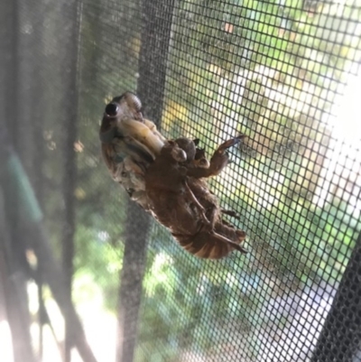 Psaltoda moerens (Redeye cicada) at Curtin, ACT - 13 Nov 2019 by RosieH