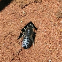 Bembix sp. (genus) (Unidentified Bembix sand wasp) at ANBG - 11 Nov 2019 by HelenCross