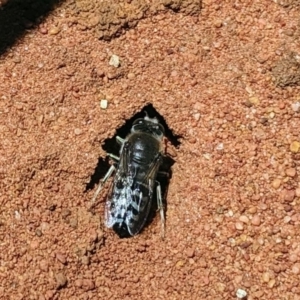 Bembix sp. (genus) at Hackett, ACT - 11 Nov 2019 01:05 PM