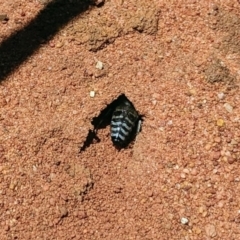 Bembix sp. (genus) at Hackett, ACT - 11 Nov 2019