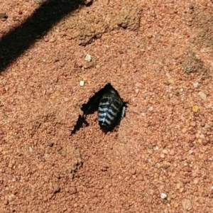 Bembix sp. (genus) at Hackett, ACT - 11 Nov 2019 01:05 PM