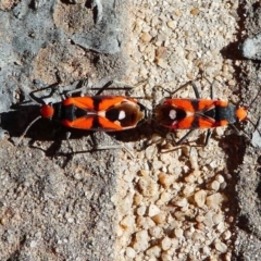 Melanerythrus mactans (A seed bug) at Kambah, ACT - 13 Nov 2019 by HarveyPerkins