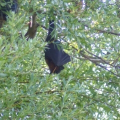 Pteropus poliocephalus (Grey-headed Flying-fox) at Bega, NSW - 13 Nov 2019 by MatthewHiggins