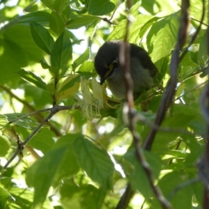 Caligavis chrysops at Bega, NSW - 13 Nov 2019 05:32 PM