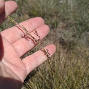 Poa sieberiana at Latham, ACT - 13 Nov 2019