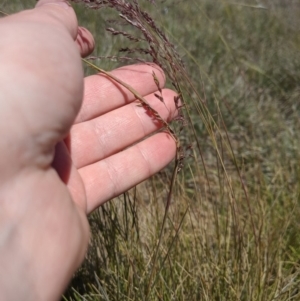 Poa sieberiana at Latham, ACT - 13 Nov 2019