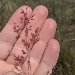 Poa sieberiana at Latham, ACT - 13 Nov 2019